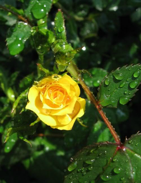 yellowrose