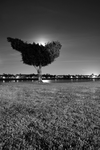 dreamtreepix